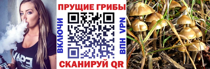 Псилоцибиновые грибы Psilocybe  ссылка на мегу ССЫЛКА  Оса 